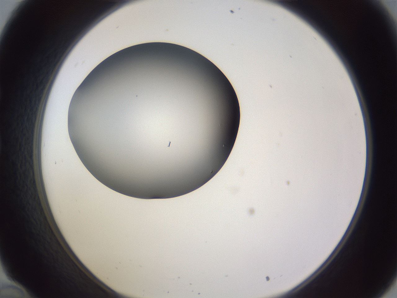 folderID191_plateID2191_batchID9956_wellNum34_profileID1_d1_r148344_ef.jpg