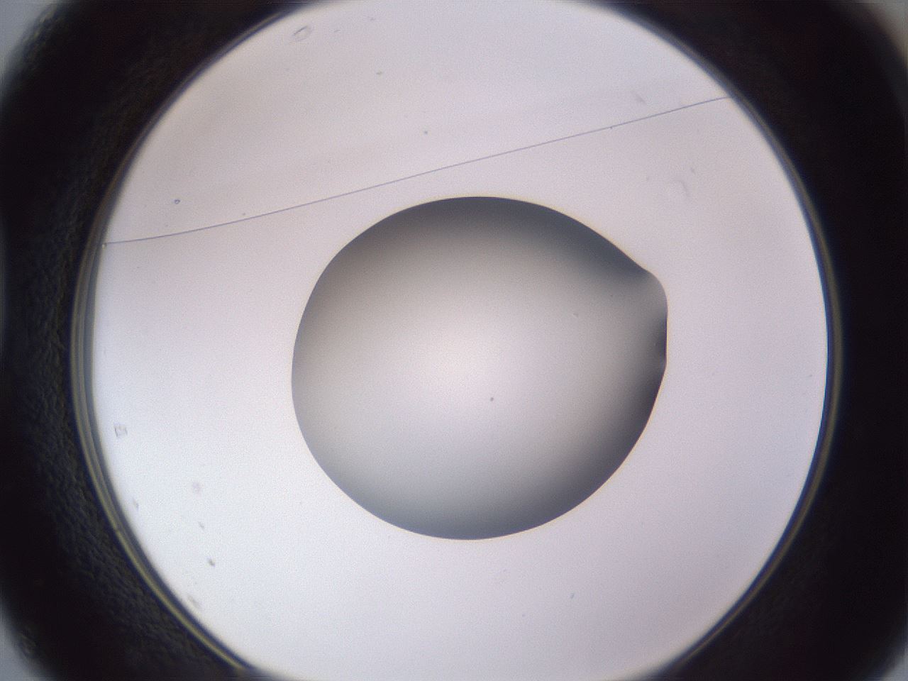 folderID191_plateID2191_batchID9956_wellNum37_profileID1_d1_r148347_ef.jpg