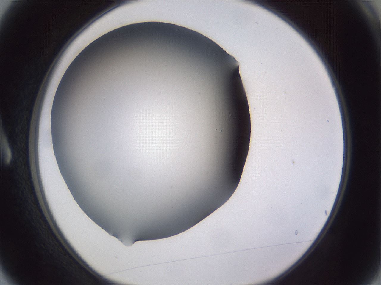 folderID191_plateID2191_batchID9956_wellNum3_profileID1_d1_r148313_ef.jpg