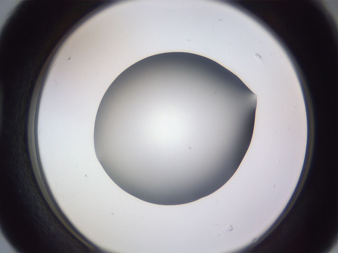 folderID191_plateID2191_batchID9956_wellNum40_profileID1_d1_r148350_ef.jpg