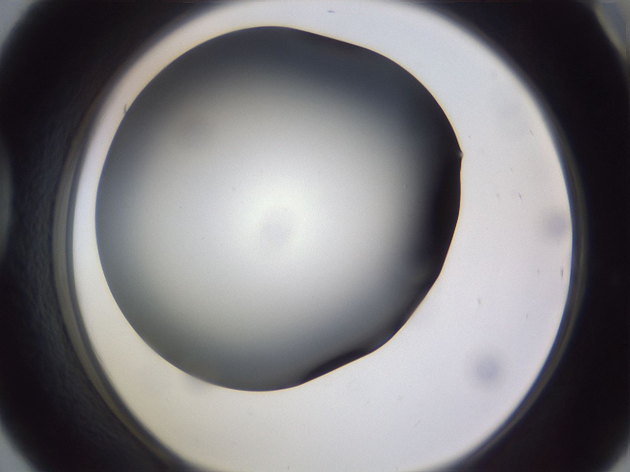 folderID191_plateID2191_batchID9956_wellNum42_profileID1_d1_r148352_ef.jpg