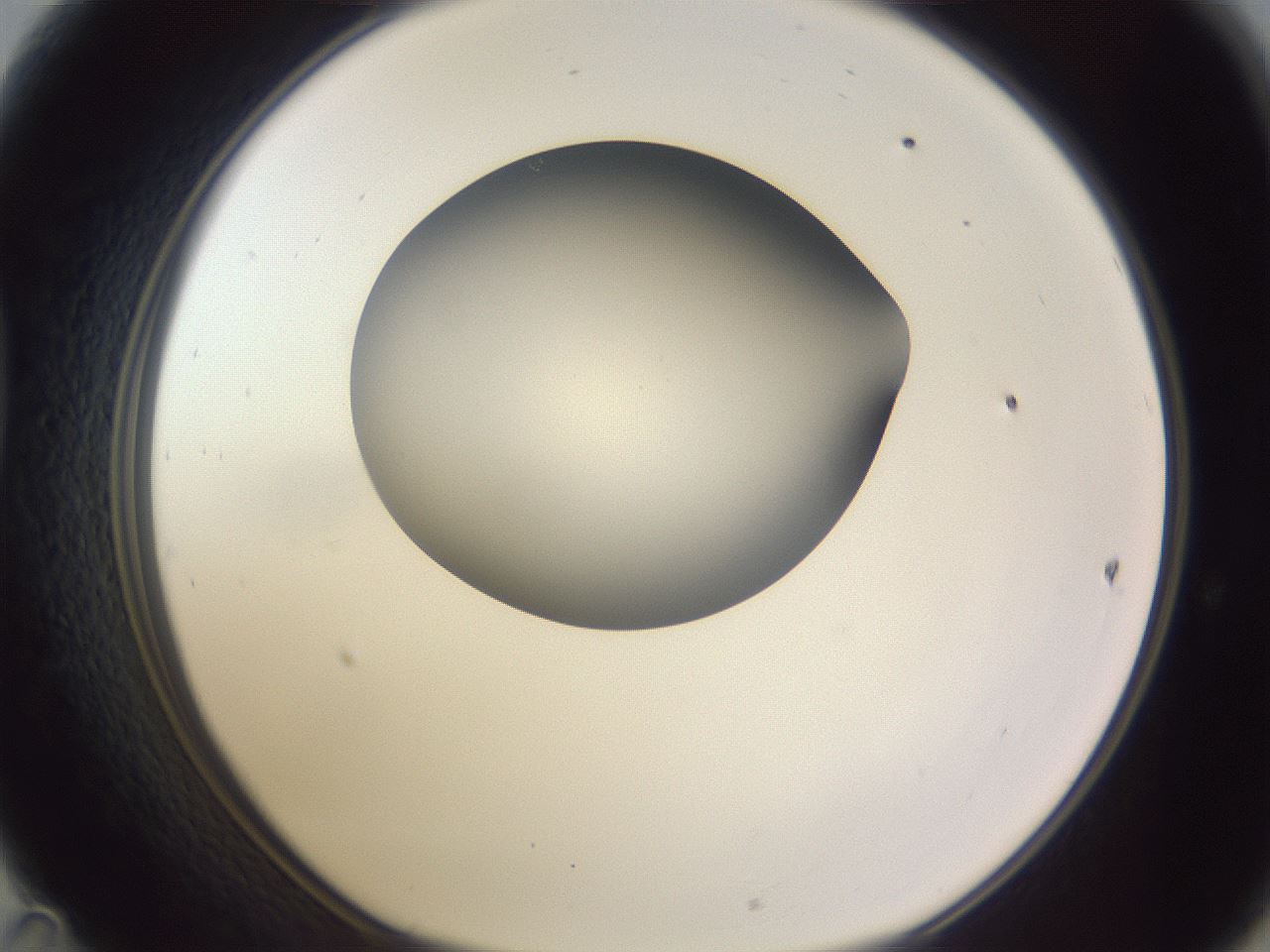 folderID191_plateID2191_batchID9956_wellNum47_profileID1_d1_r148357_ef.jpg