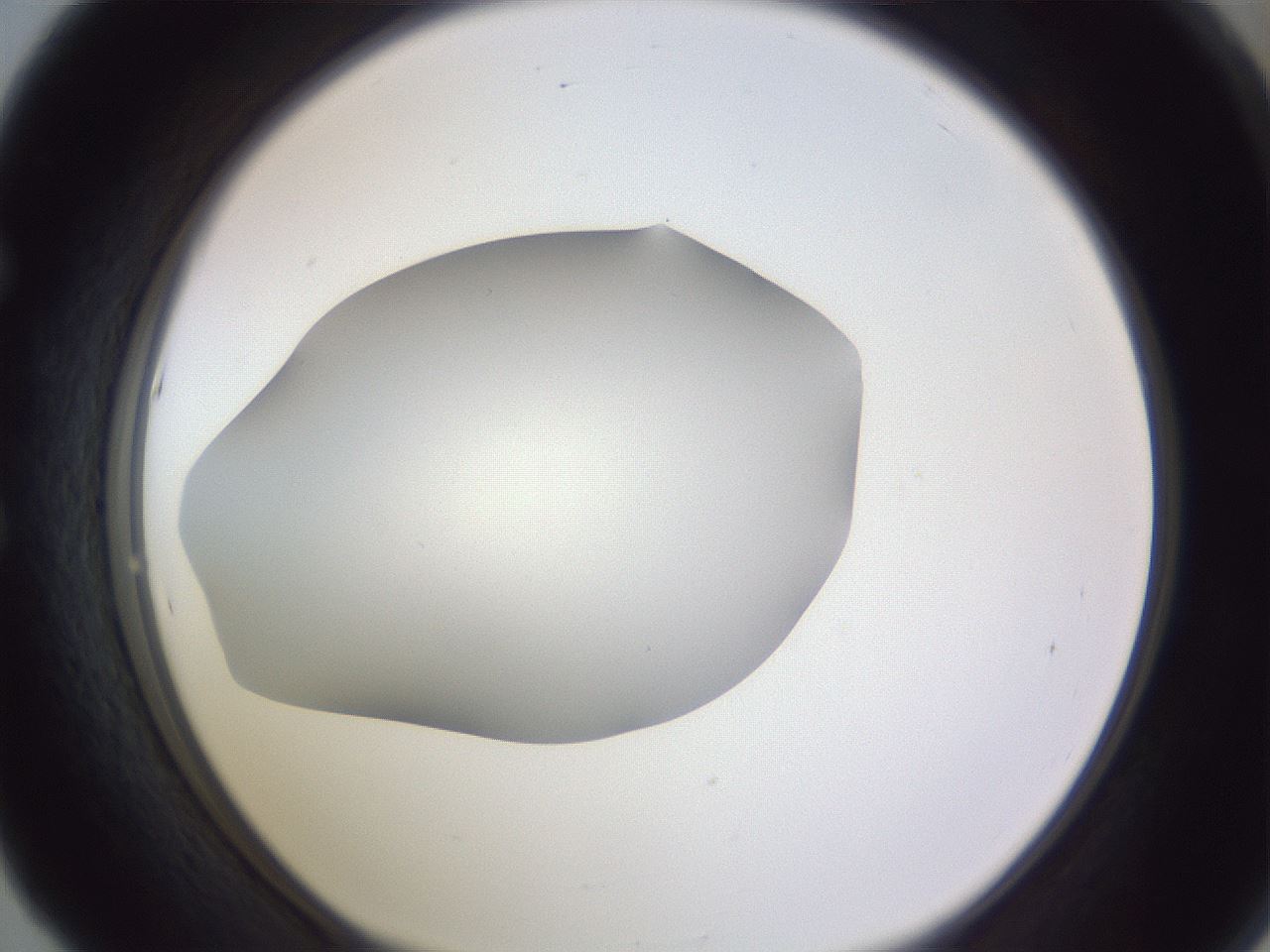 folderID191_plateID2191_batchID9956_wellNum53_profileID1_d1_r148363_ef.jpg