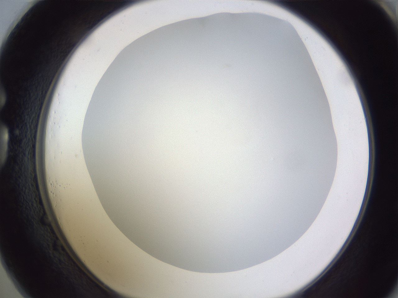 folderID190_plateID2190_batchID9958_wellNum73_profileID1_d1_r148575_ef.jpg
