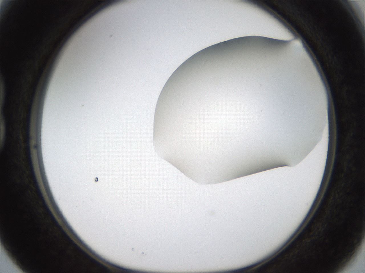 folderID191_plateID1191_batchID3363_wellNum15_profileID1_d1_r65517_ef.jpg
