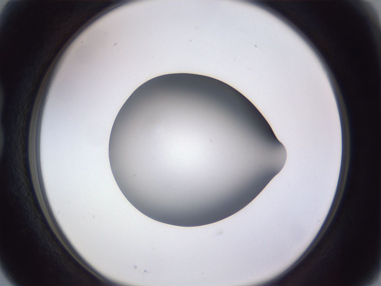 folderID191_plateID2191_batchID9956_wellNum15_profileID1_d1_r148325_ef.jpg