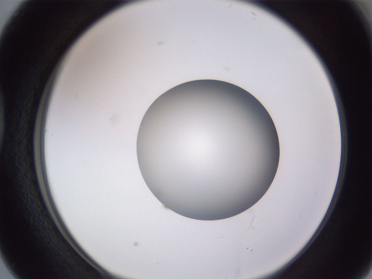 folderID191_plateID2191_batchID9956_wellNum38_profileID1_d1_r148348_ef.jpg