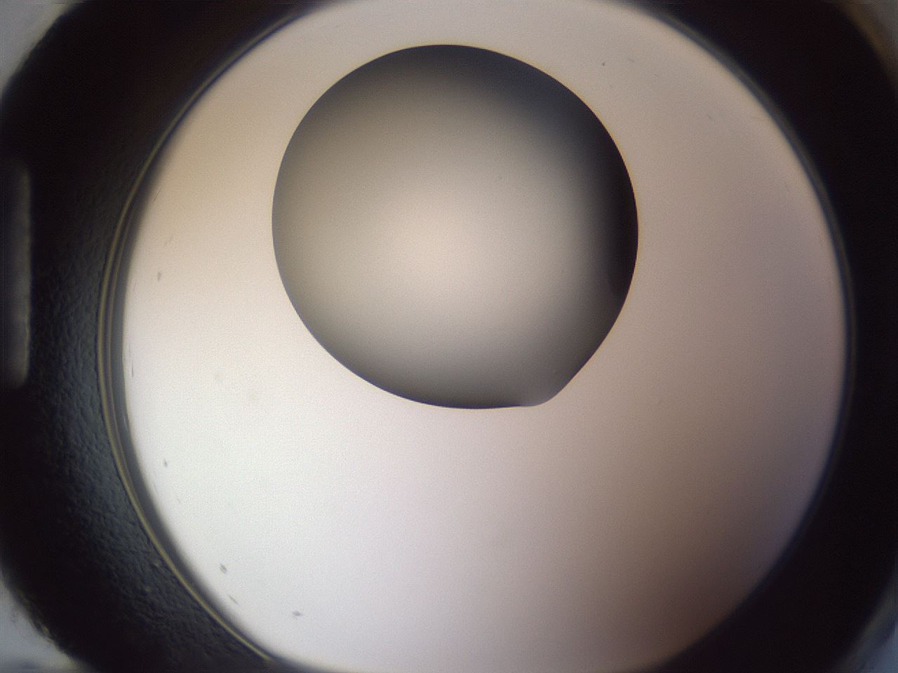 folderID191_plateID2191_batchID9956_wellNum96_profileID1_d1_r148406_ef.jpg