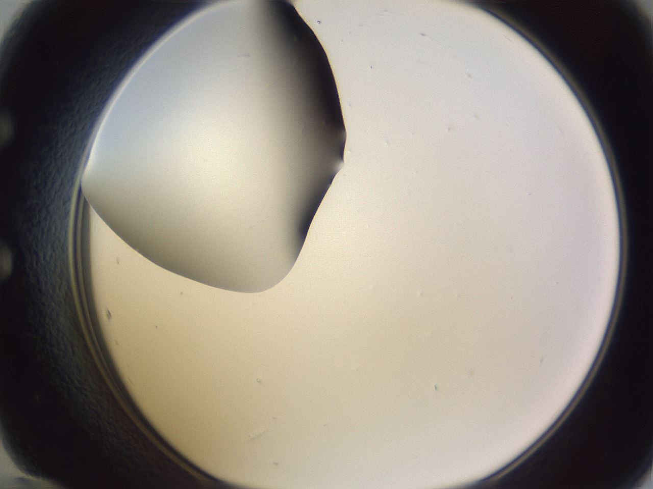 folderID191_plateID2191_batchID9956_wellNum60_profileID1_d1_r148370_ef.jpg