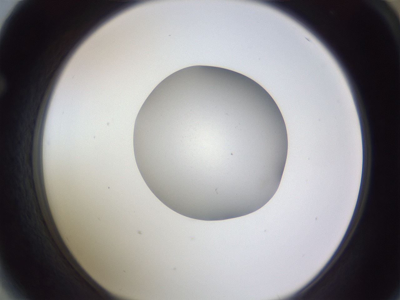 folderID191_plateID2191_batchID9956_wellNum64_profileID1_d1_r148374_ef.jpg