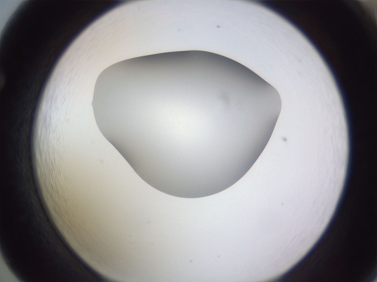 folderID191_plateID2191_batchID9956_wellNum65_profileID1_d1_r148375_ef.jpg