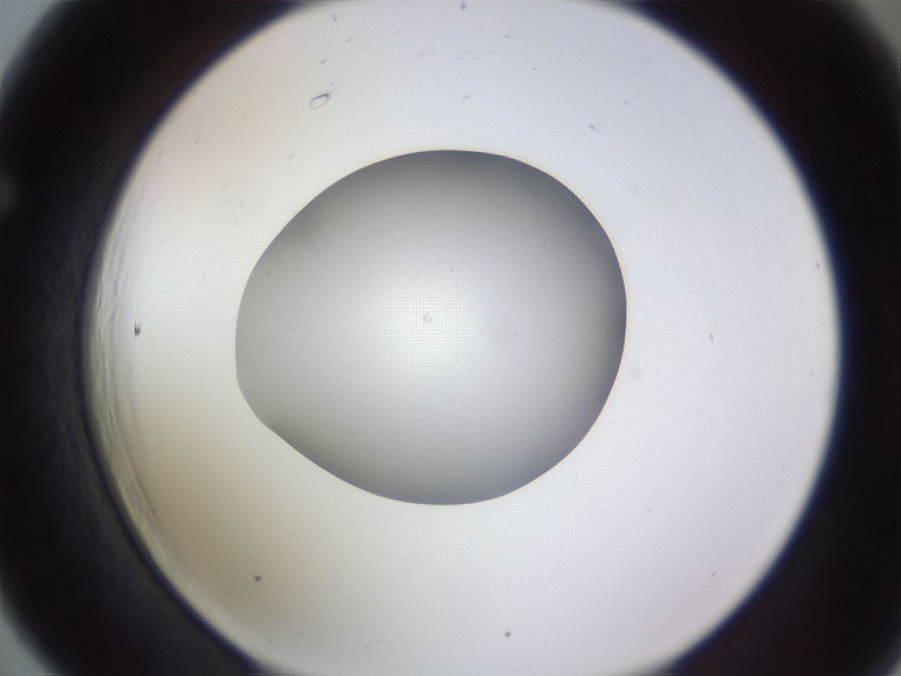 folderID191_plateID2191_batchID9956_wellNum66_profileID1_d1_r148376_ef.jpg