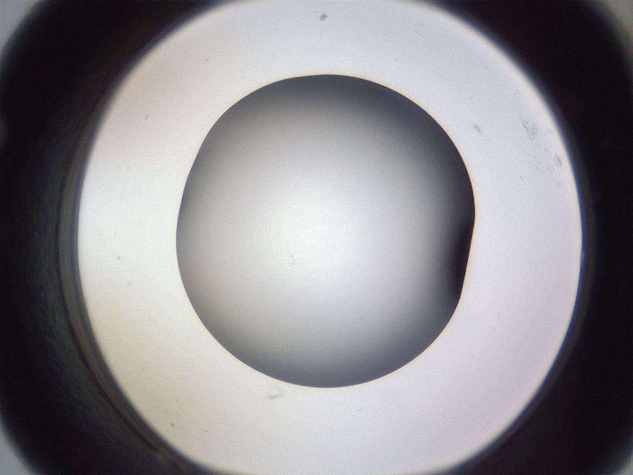 folderID191_plateID2191_batchID9956_wellNum68_profileID1_d1_r148378_ef.jpg
