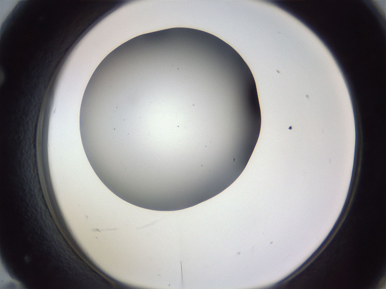 folderID191_plateID2191_batchID9956_wellNum71_profileID1_d1_r148381_ef.jpg