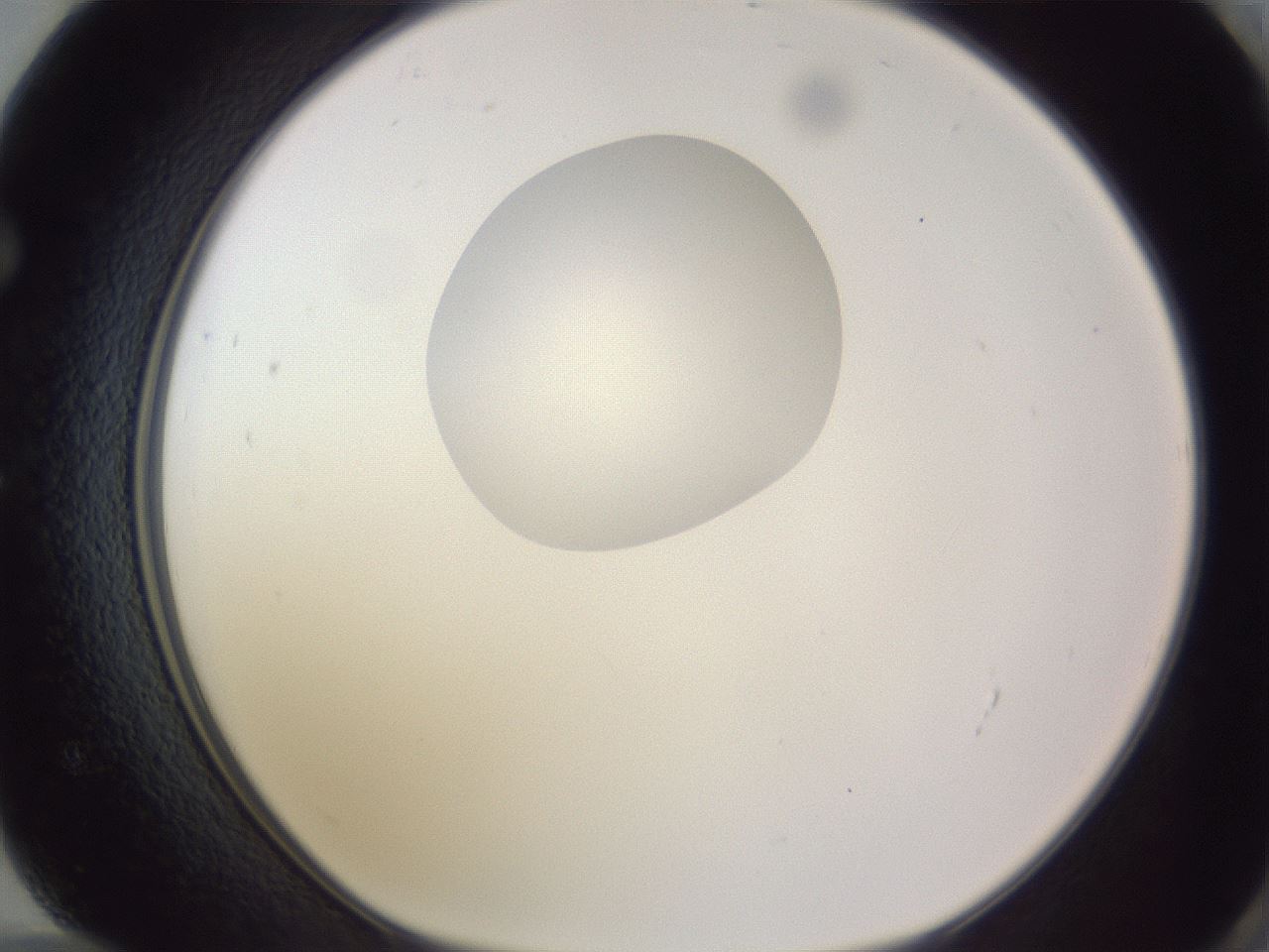 folderID191_plateID2191_batchID9956_wellNum72_profileID1_d1_r148382_ef.jpg