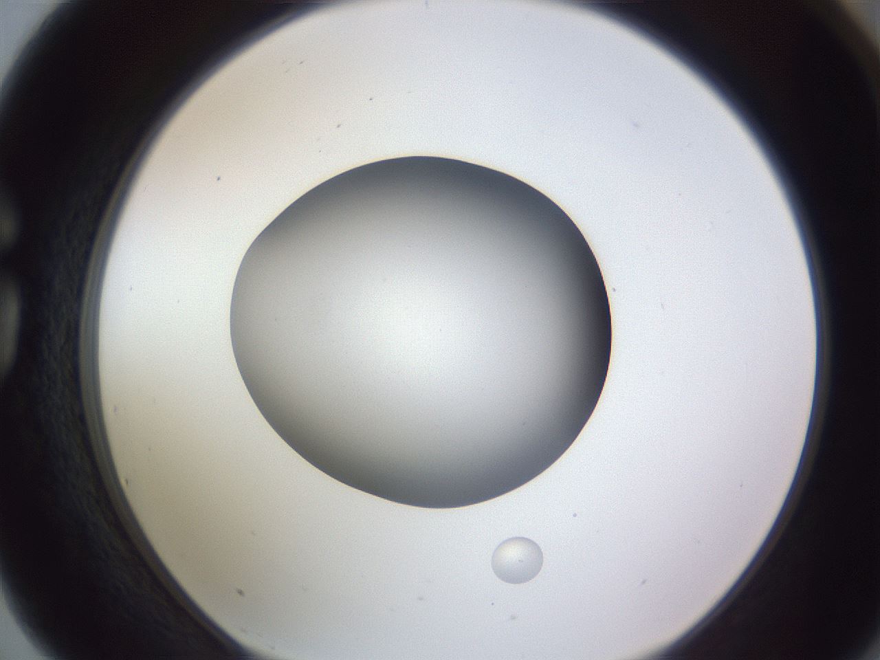 folderID191_plateID2191_batchID9956_wellNum75_profileID1_d1_r148385_ef.jpg