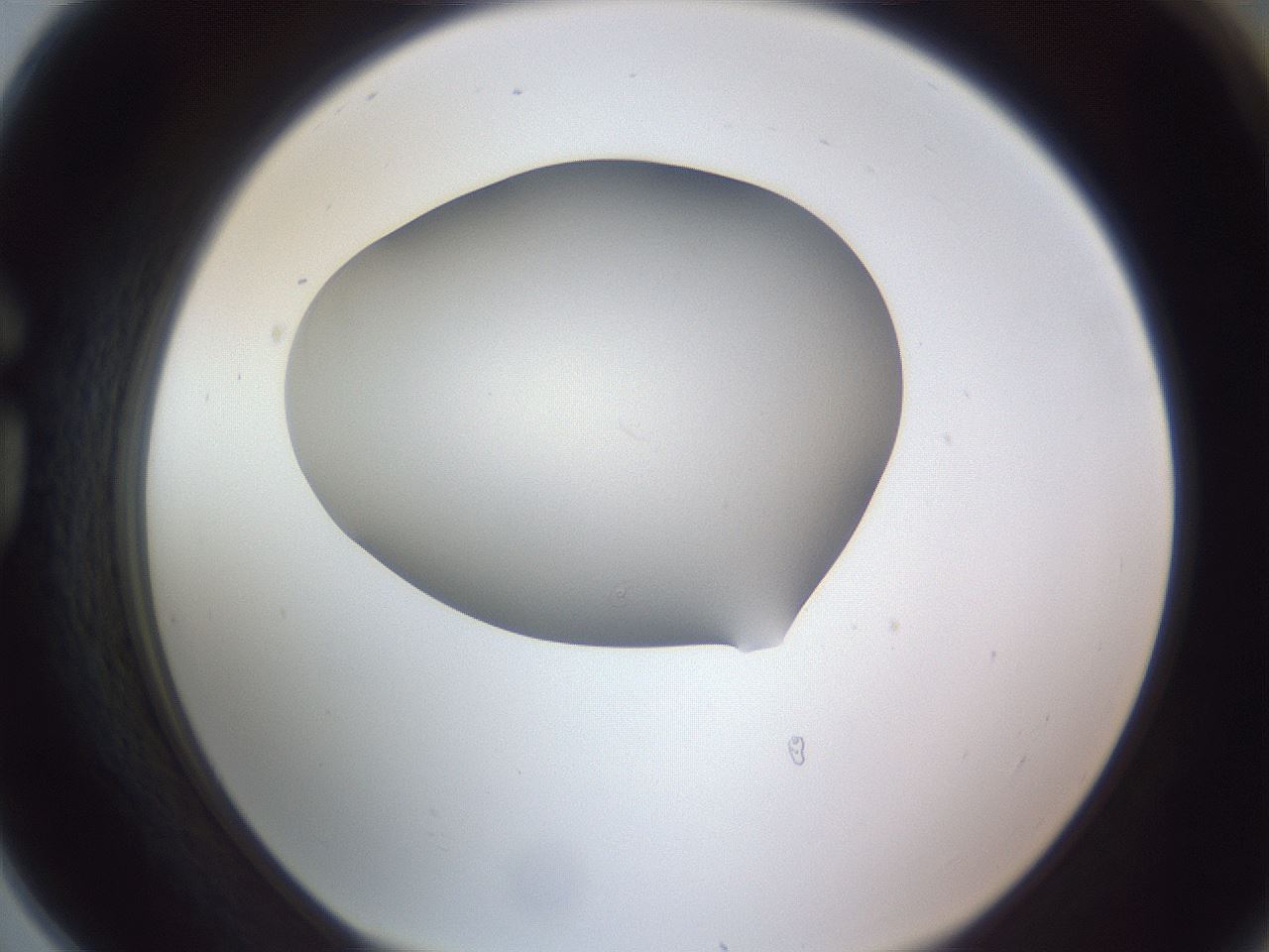folderID191_plateID2191_batchID9956_wellNum78_profileID1_d1_r148388_ef.jpg