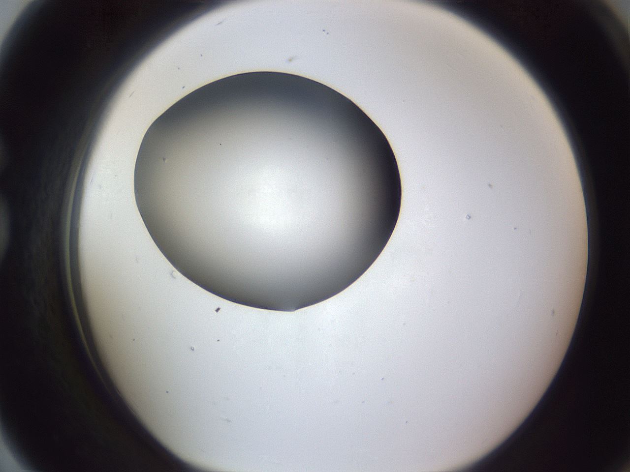 folderID191_plateID2191_batchID9956_wellNum79_profileID1_d1_r148389_ef.jpg