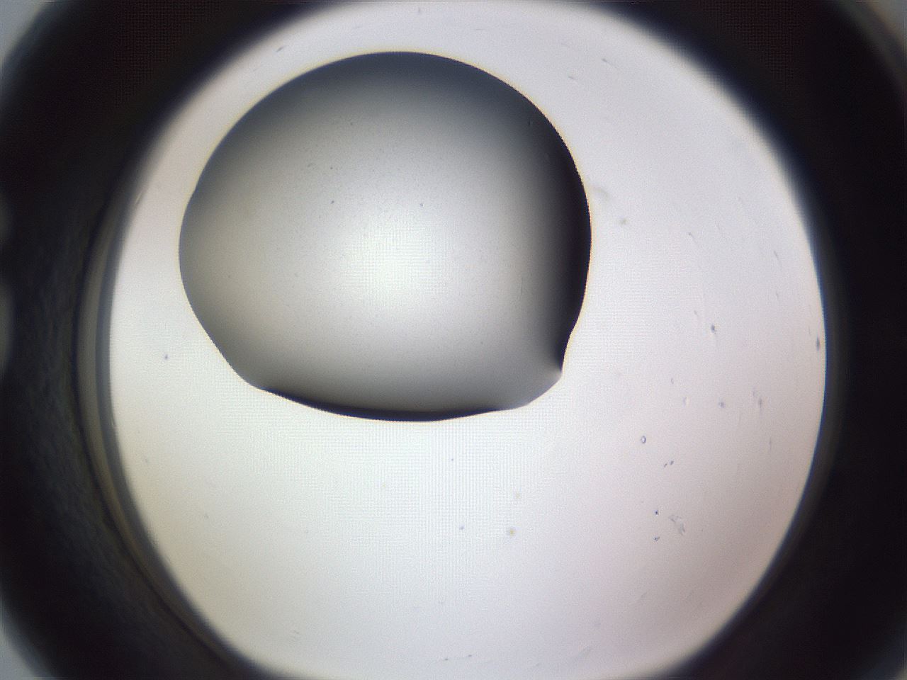 folderID191_plateID2191_batchID9956_wellNum80_profileID1_d1_r148390_ef.jpg