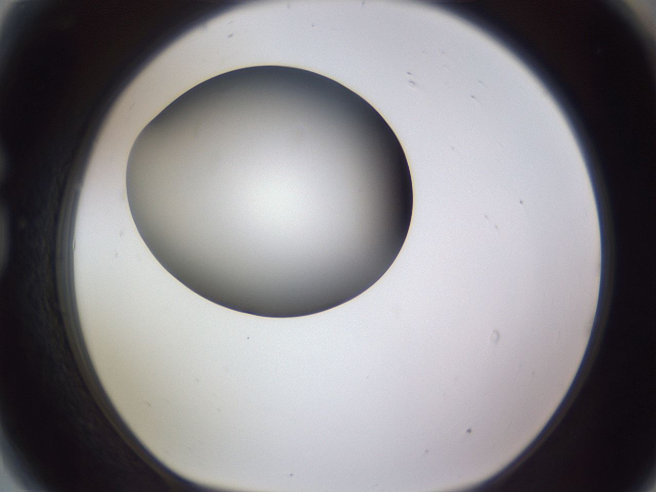 folderID191_plateID2191_batchID9956_wellNum81_profileID1_d1_r148391_ef.jpg