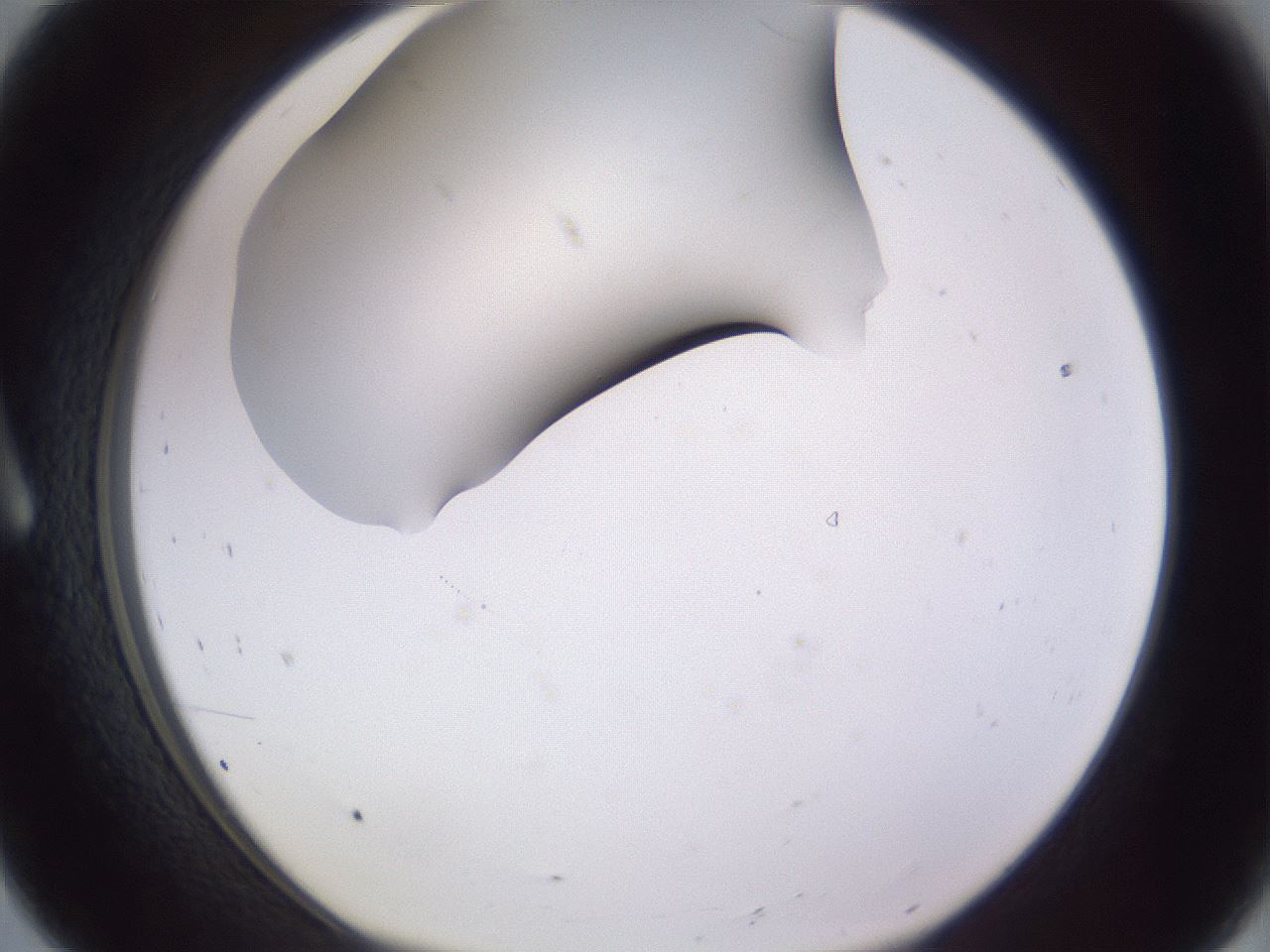 folderID191_plateID2191_batchID9956_wellNum8_profileID1_d1_r148318_ef.jpg