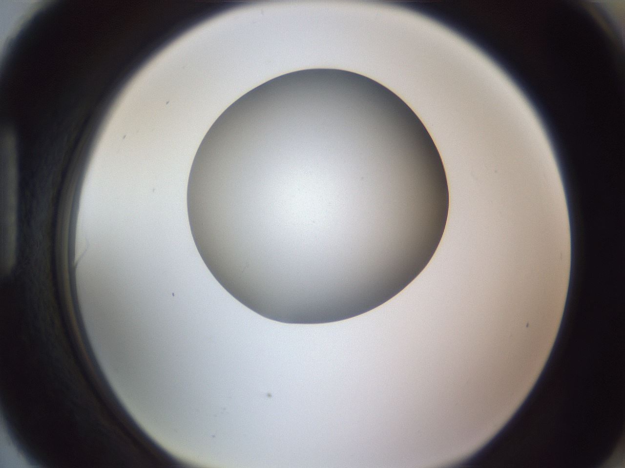 folderID191_plateID2191_batchID9956_wellNum90_profileID1_d1_r148400_ef.jpg