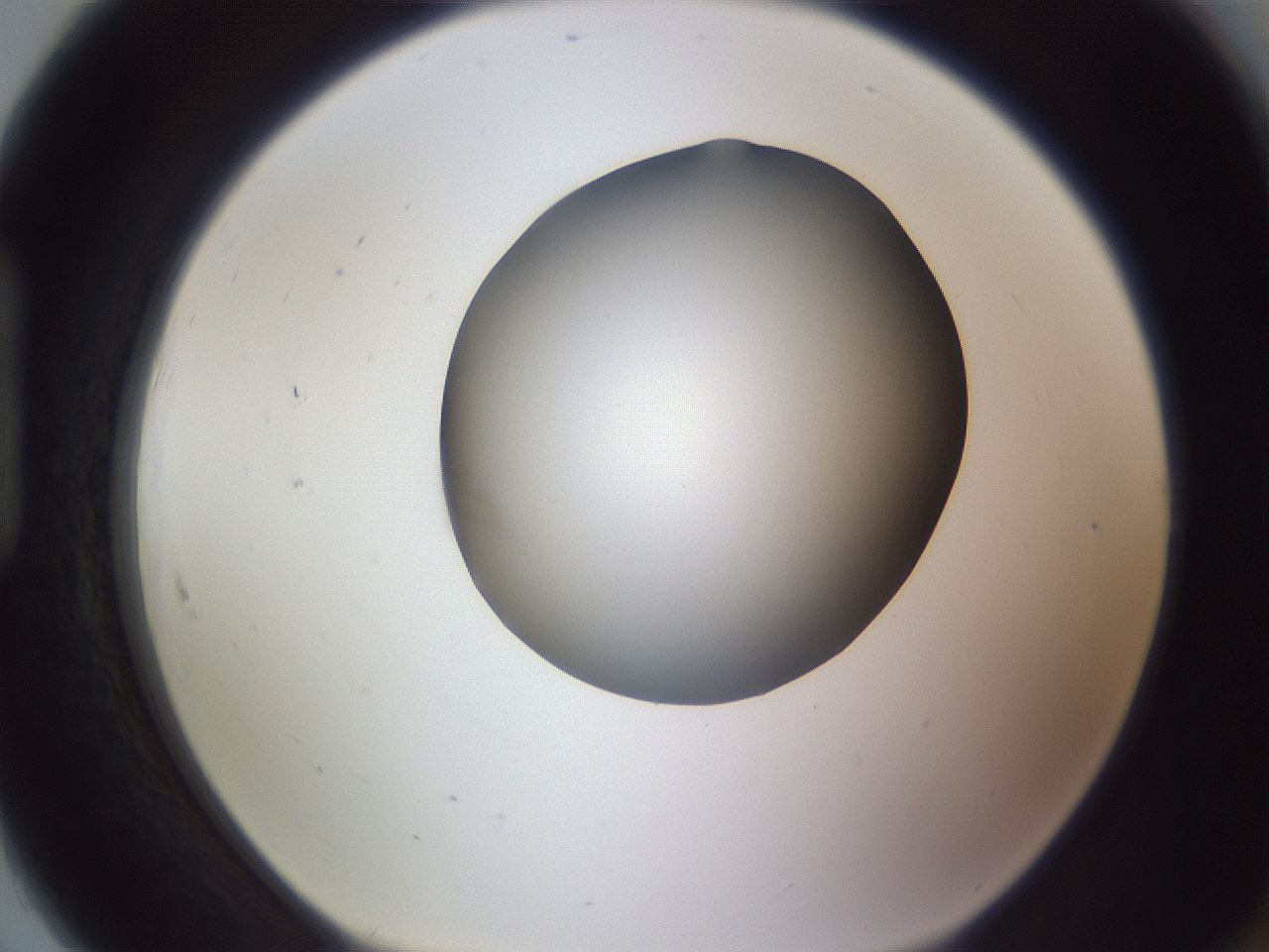 folderID191_plateID2191_batchID9956_wellNum91_profileID1_d1_r148401_ef.jpg