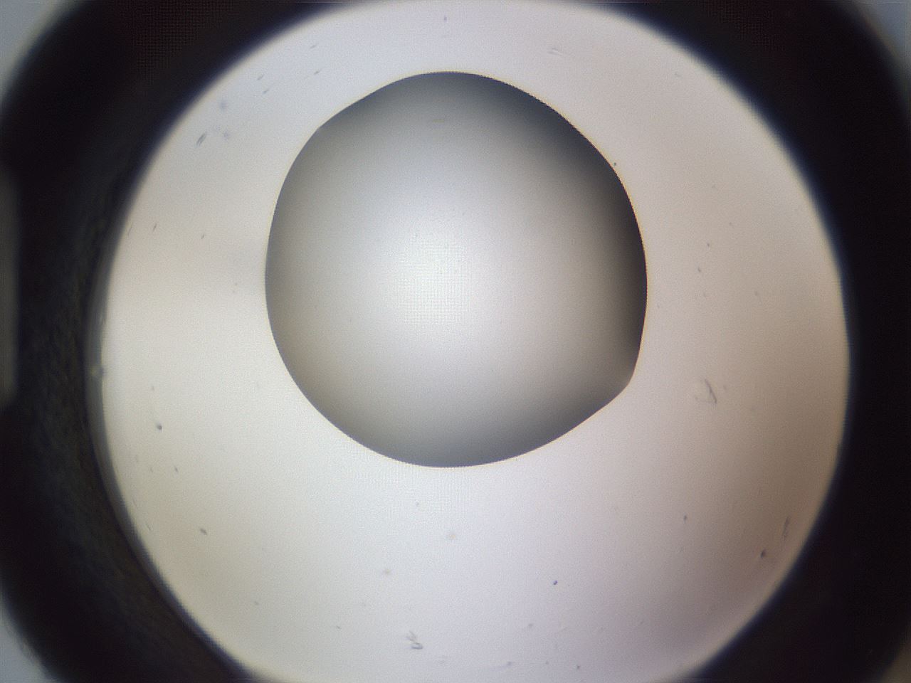 folderID191_plateID2191_batchID9956_wellNum92_profileID1_d1_r148402_ef.jpg