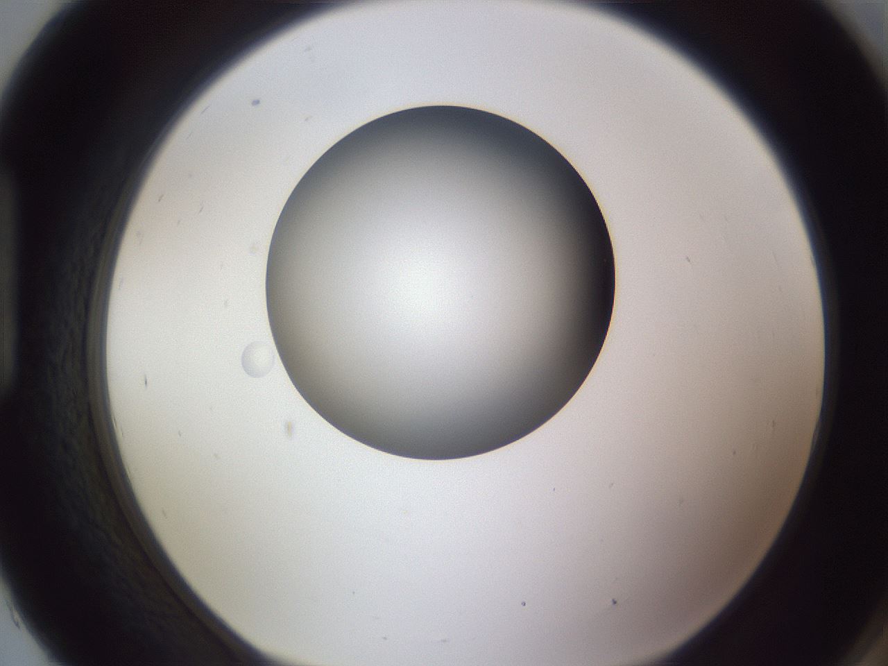 folderID191_plateID2191_batchID9956_wellNum93_profileID1_d1_r148403_ef.jpg