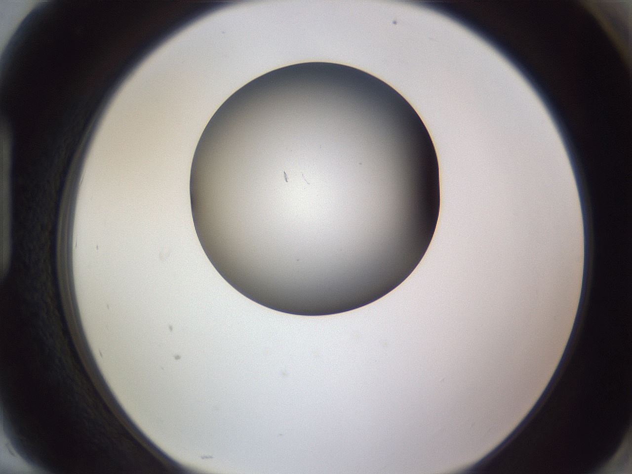 folderID191_plateID2191_batchID9956_wellNum94_profileID1_d1_r148404_ef.jpg