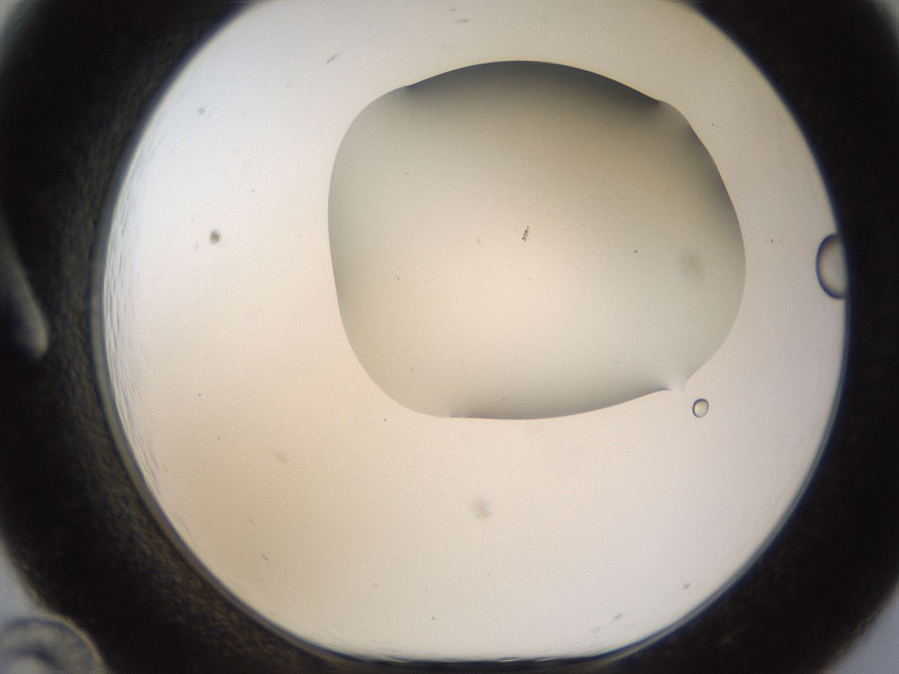 folderID192_plateID1192_batchID3365_wellNum12_profileID1_d1_r65538_ef.jpg