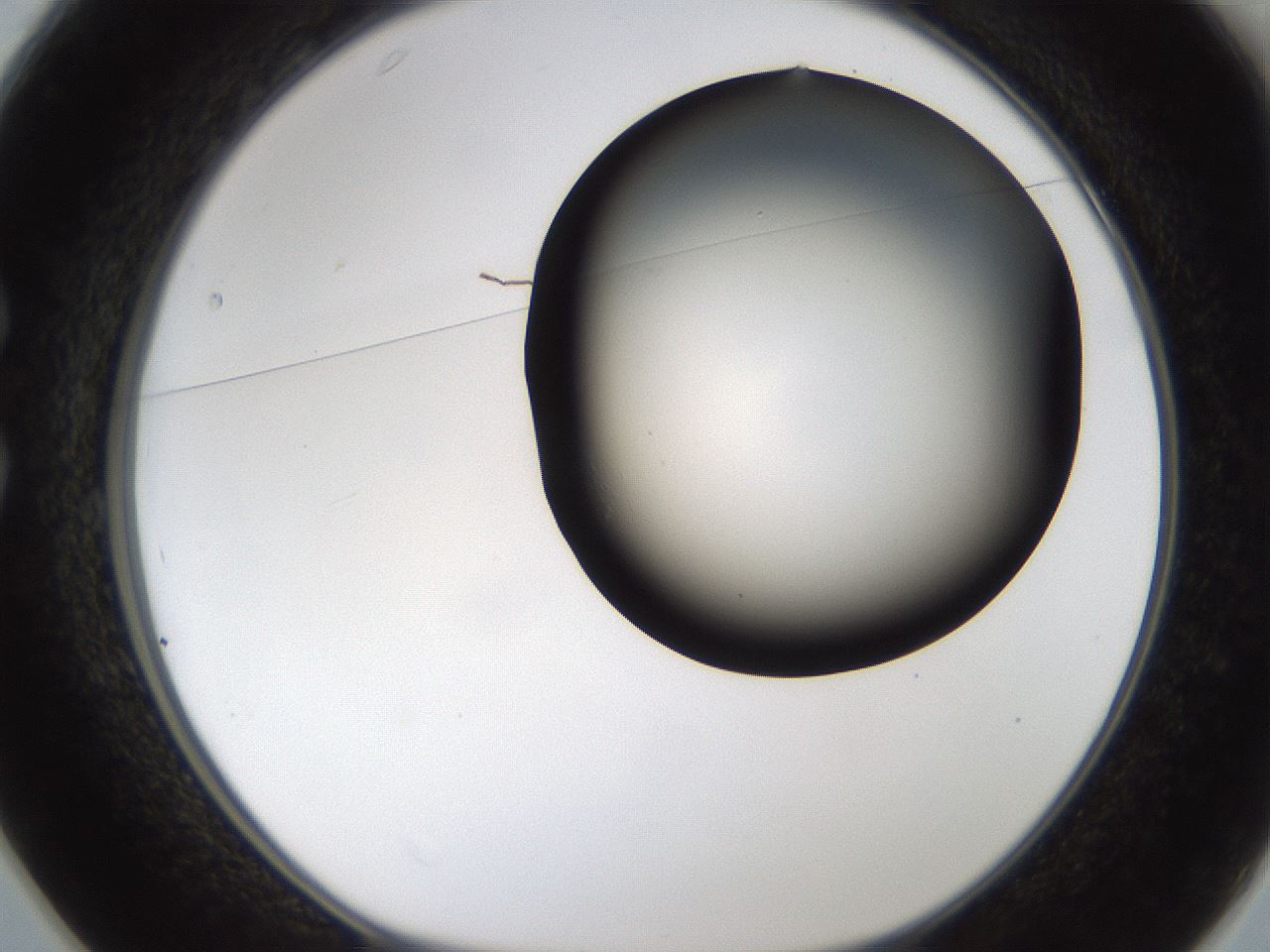folderID192_plateID1192_batchID3365_wellNum25_profileID1_d1_r65551_ef.jpg