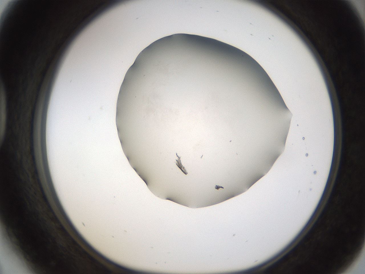 folderID192_plateID1192_batchID3365_wellNum41_profileID1_d1_r65567_ef.jpg