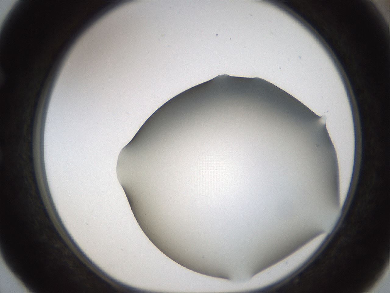 folderID192_plateID1192_batchID3365_wellNum52_profileID1_d1_r65578_ef.jpg