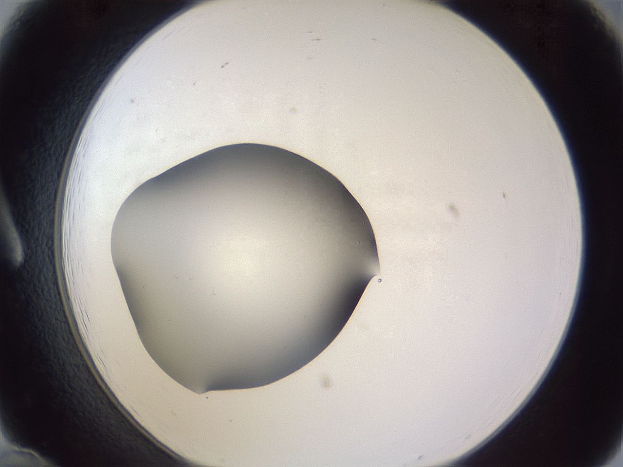 folderID192_plateID2192_batchID9954_wellNum12_profileID1_d1_r148130_ef.jpg
