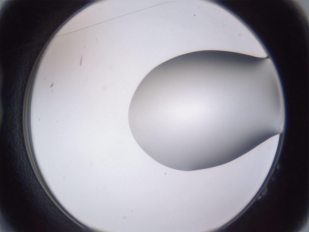 folderID192_plateID2192_batchID9954_wellNum14_profileID1_d1_r148132_ef.jpg
