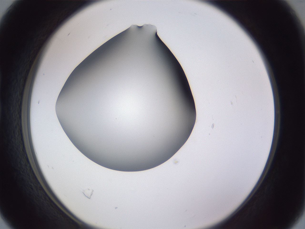 folderID192_plateID2192_batchID9954_wellNum16_profileID1_d1_r148134_ef.jpg