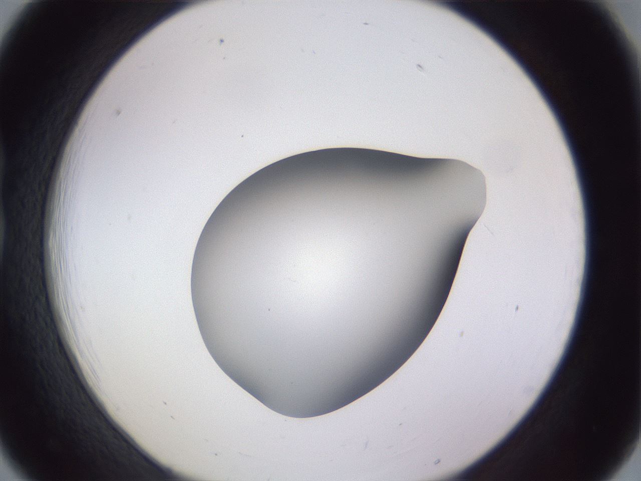 folderID192_plateID2192_batchID9954_wellNum18_profileID1_d1_r148136_ef.jpg