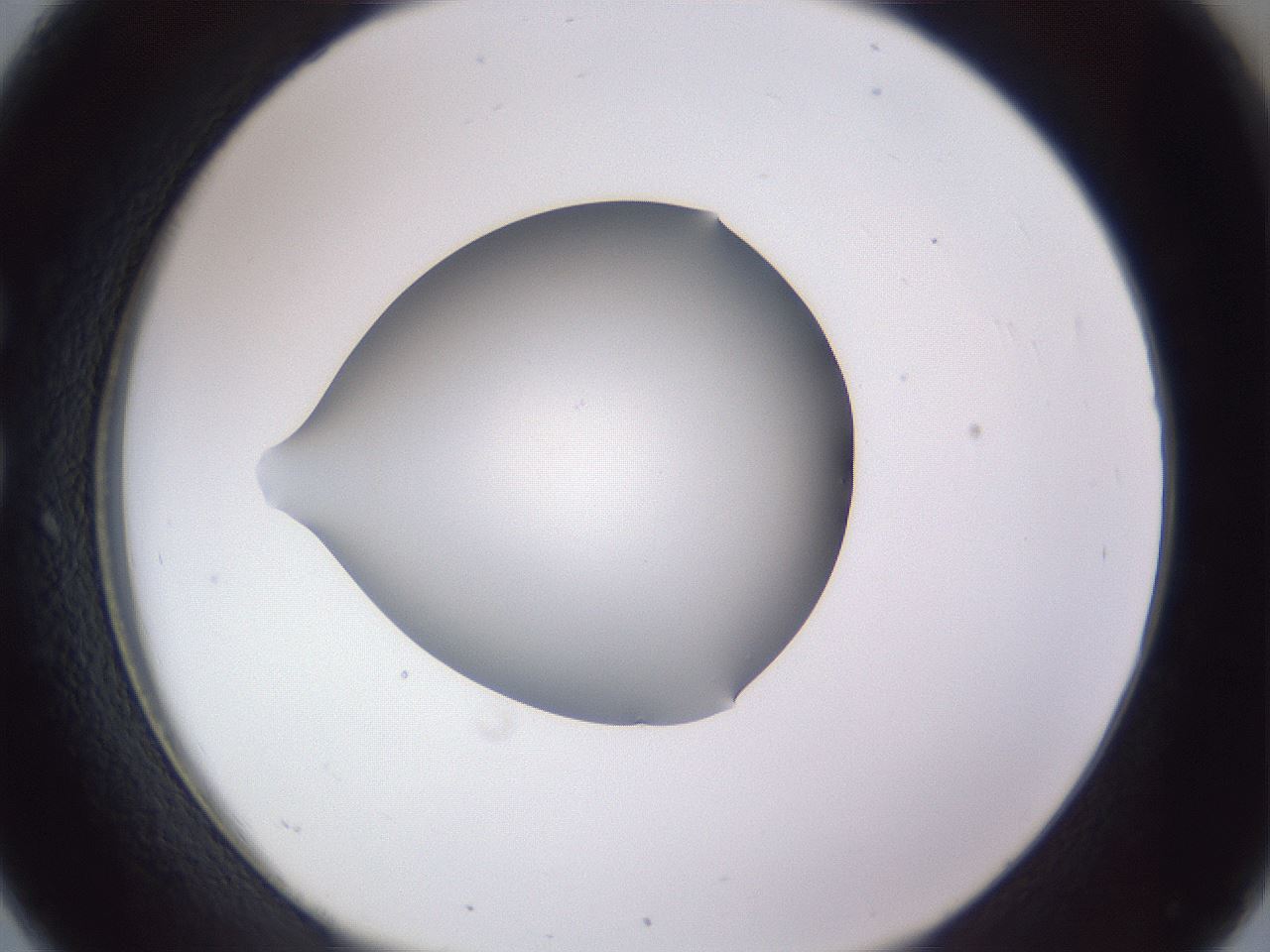 folderID192_plateID2192_batchID9954_wellNum26_profileID1_d1_r148144_ef.jpg