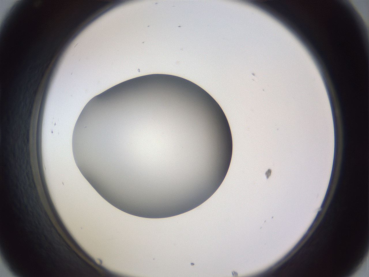 folderID192_plateID2192_batchID9954_wellNum32_profileID1_d1_r148150_ef.jpg