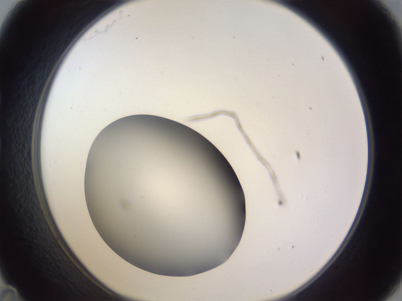 folderID192_plateID2192_batchID9954_wellNum35_profileID1_d1_r148153_ef.jpg