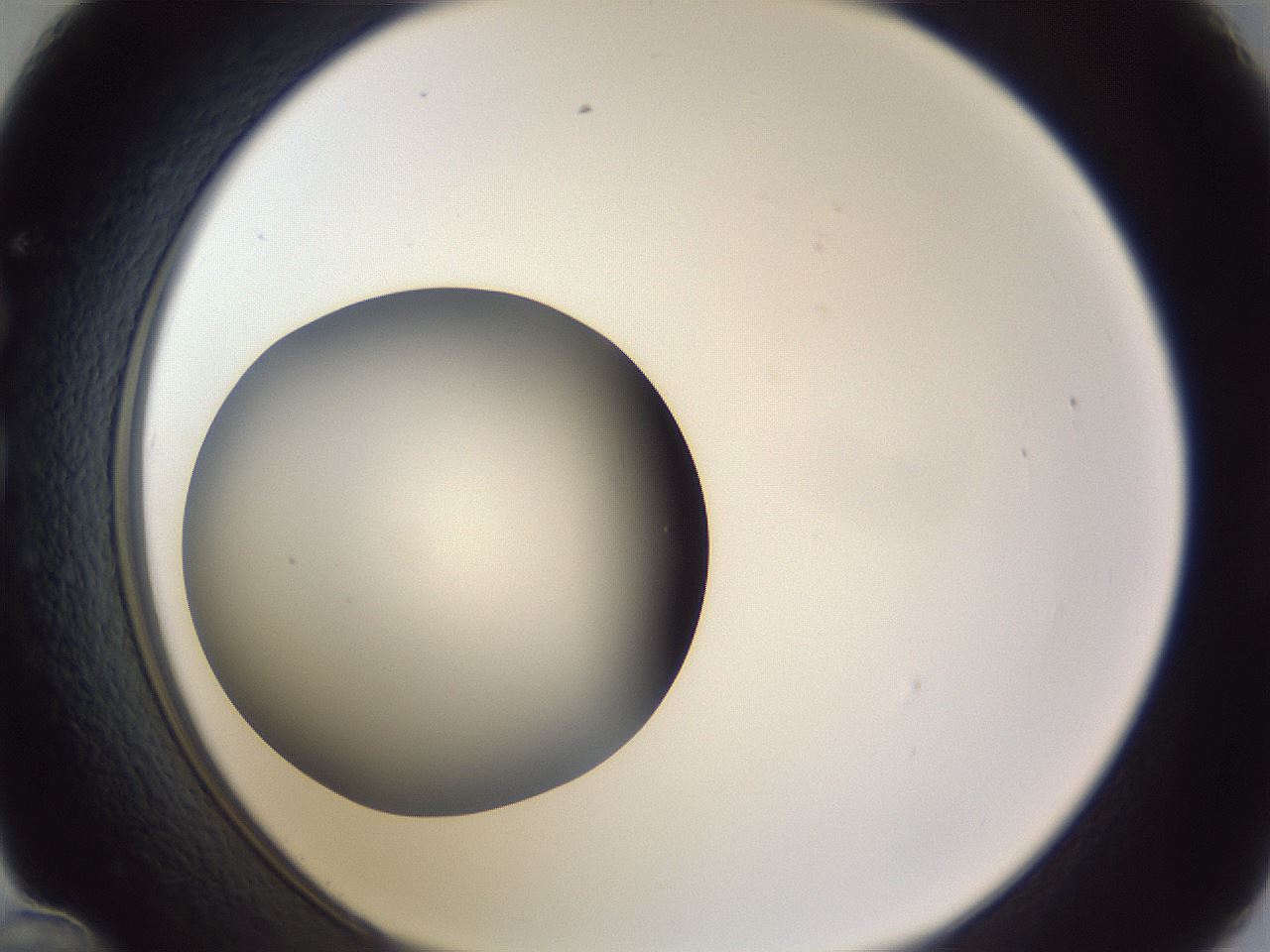 folderID192_plateID2192_batchID9954_wellNum36_profileID1_d1_r148154_ef.jpg