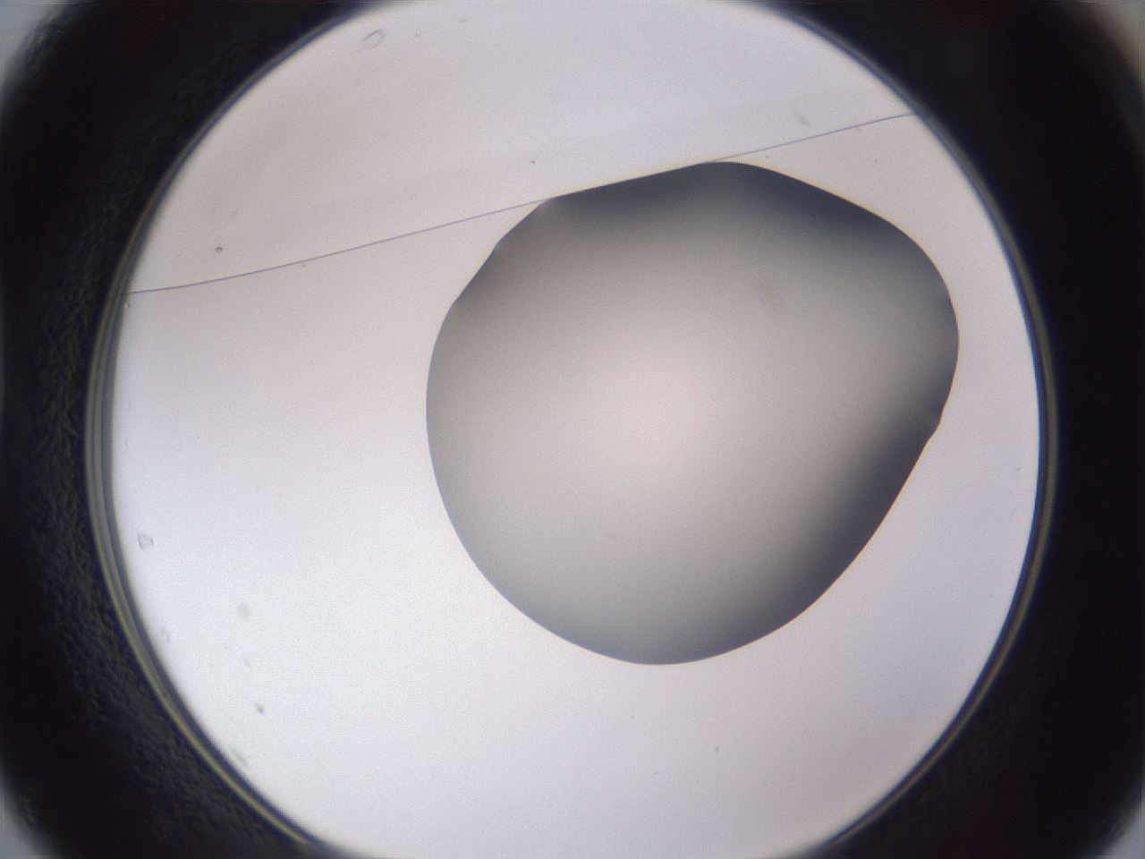 folderID192_plateID2192_batchID9954_wellNum37_profileID1_d1_r148155_ef.jpg