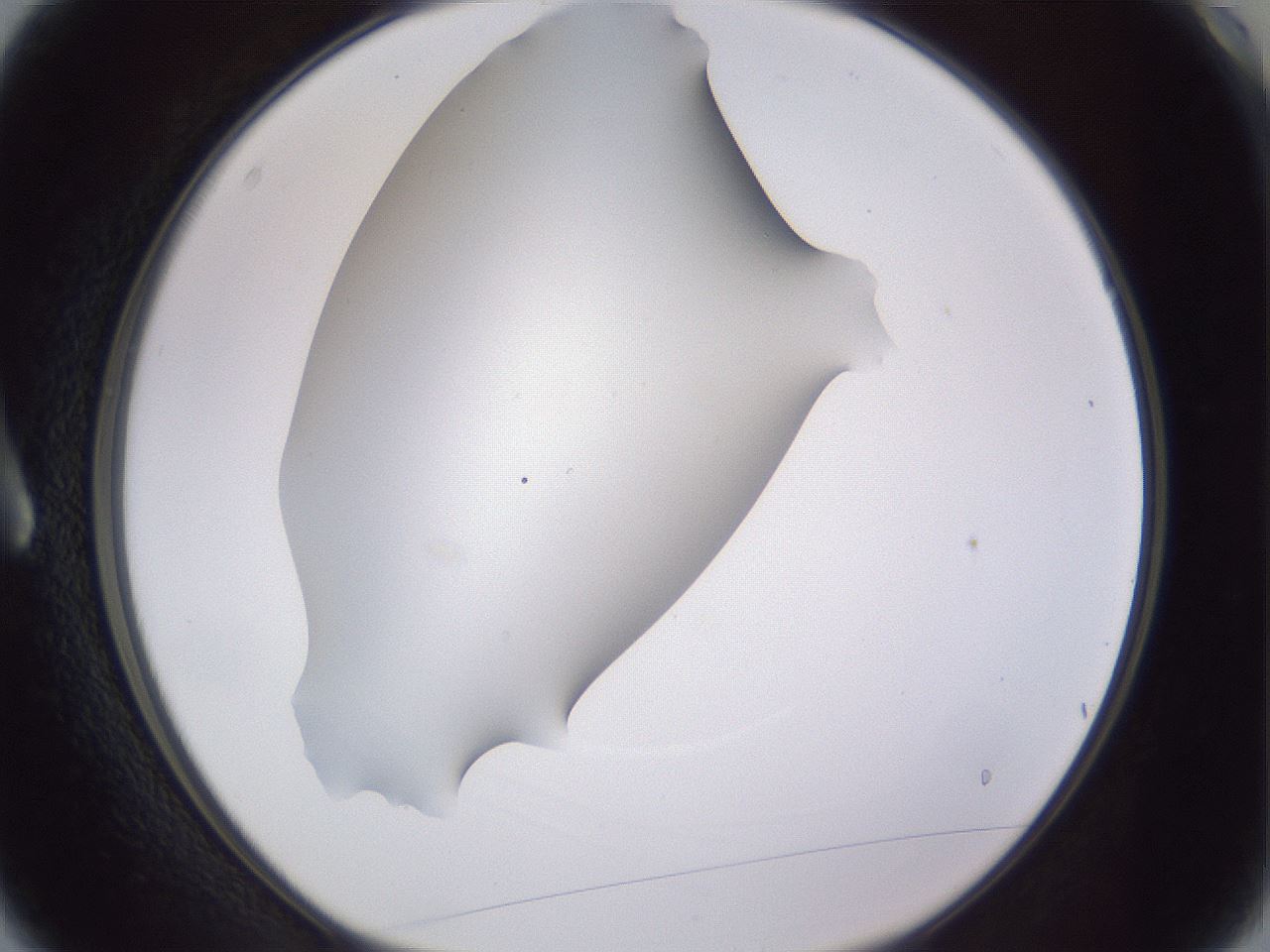 folderID192_plateID2192_batchID9954_wellNum3_profileID1_d1_r148121_ef.jpg