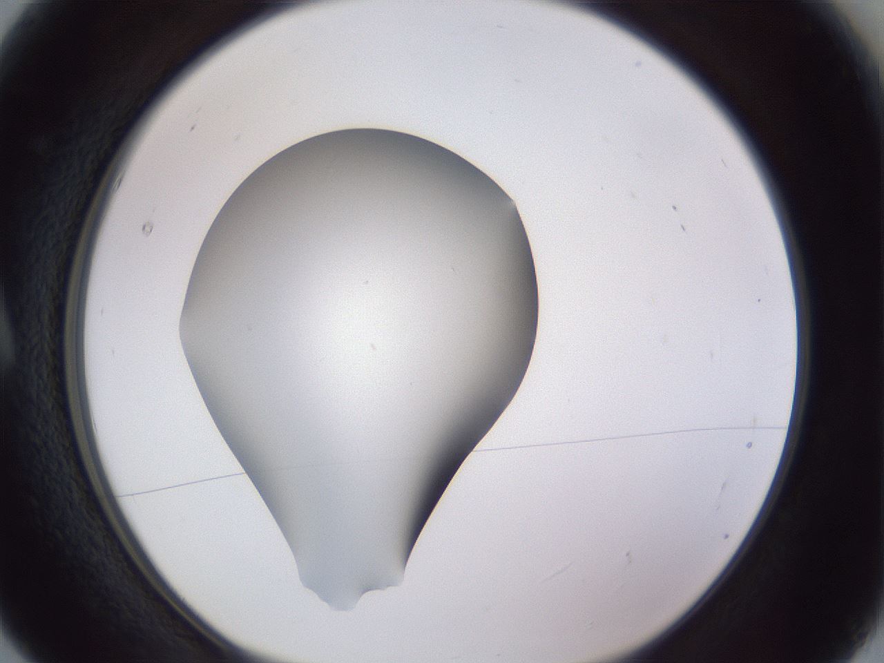 folderID192_plateID2192_batchID9954_wellNum5_profileID1_d1_r148123_ef.jpg