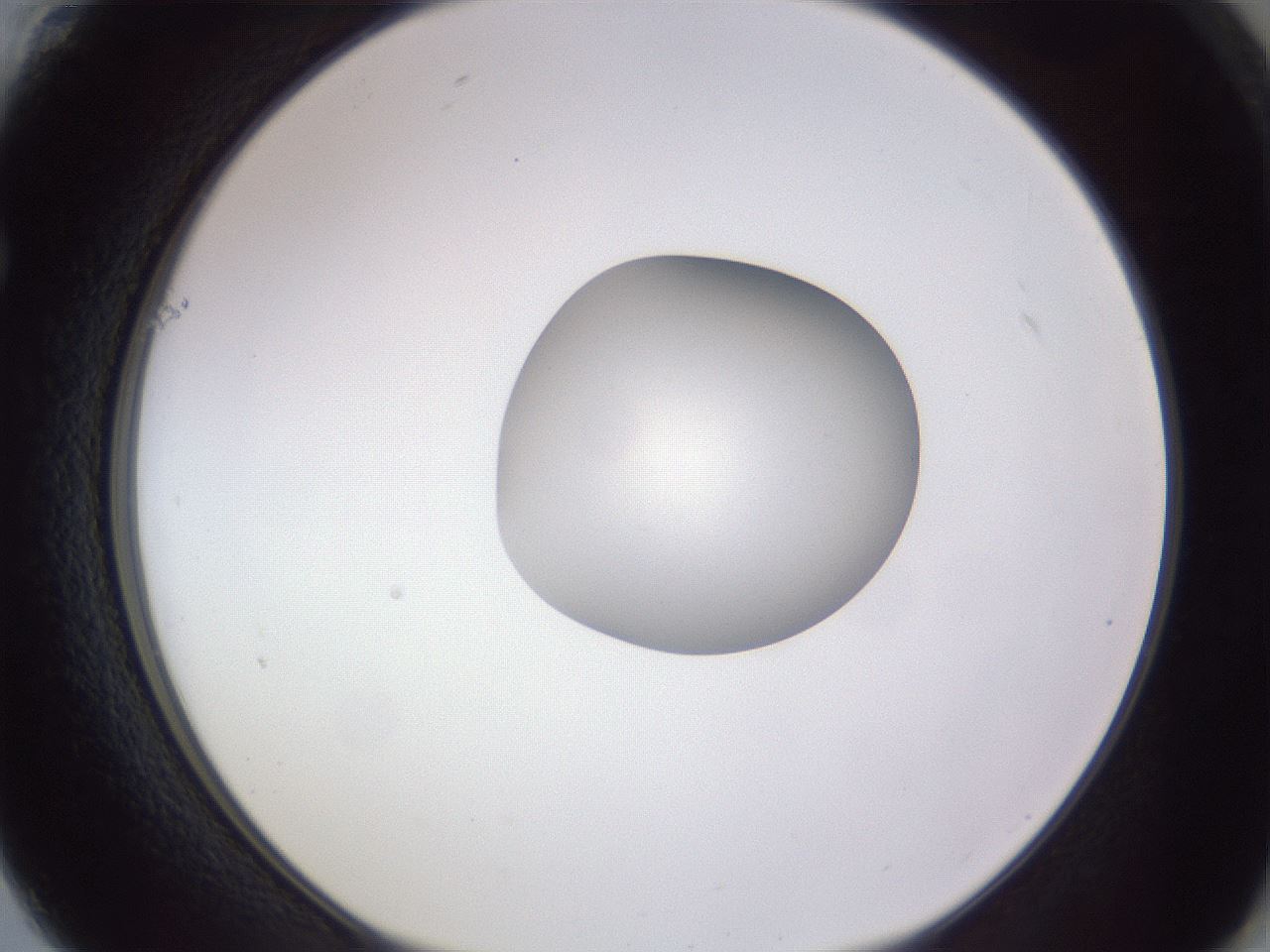 folderID192_plateID2192_batchID9954_wellNum61_profileID1_d1_r148179_ef.jpg