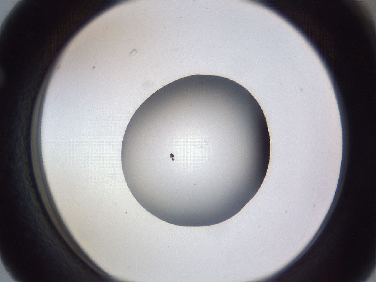 folderID192_plateID2192_batchID9954_wellNum63_profileID1_d1_r148181_ef.jpg