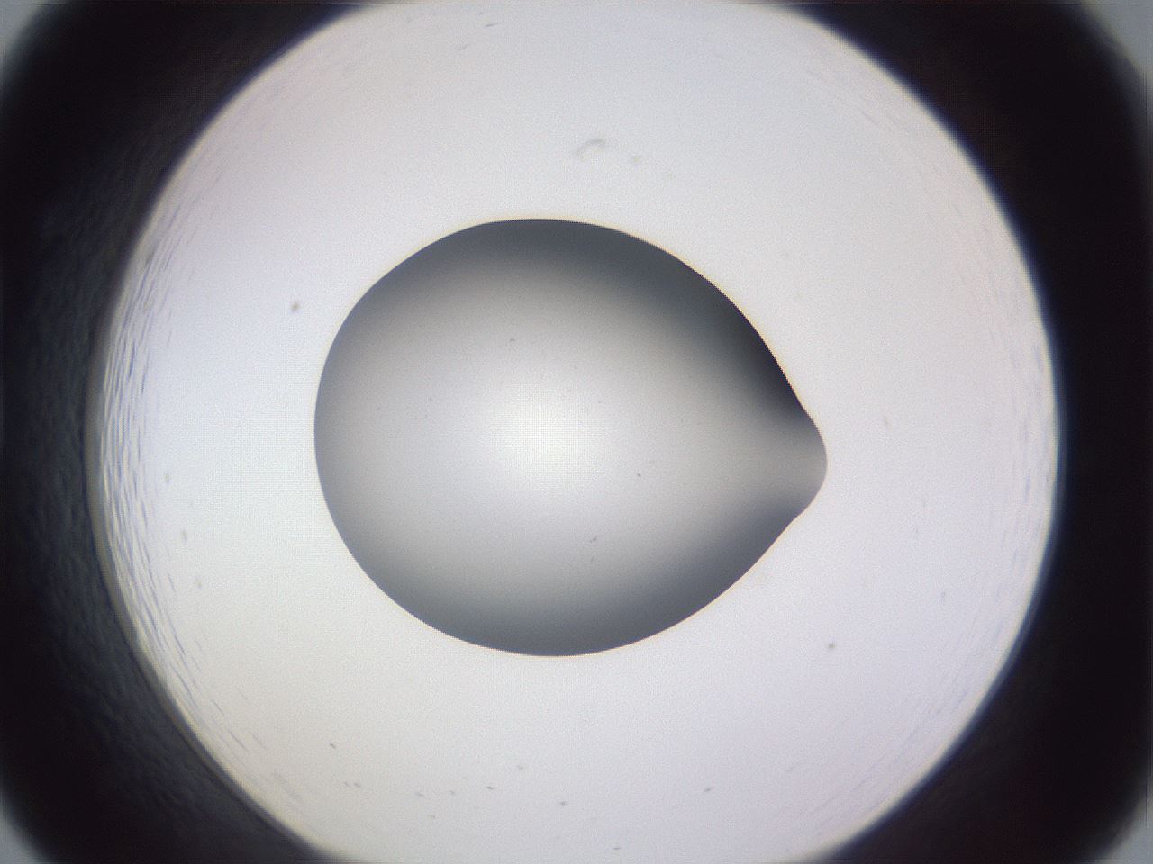 folderID192_plateID2192_batchID9954_wellNum19_profileID1_d1_r148137_ef.jpg
