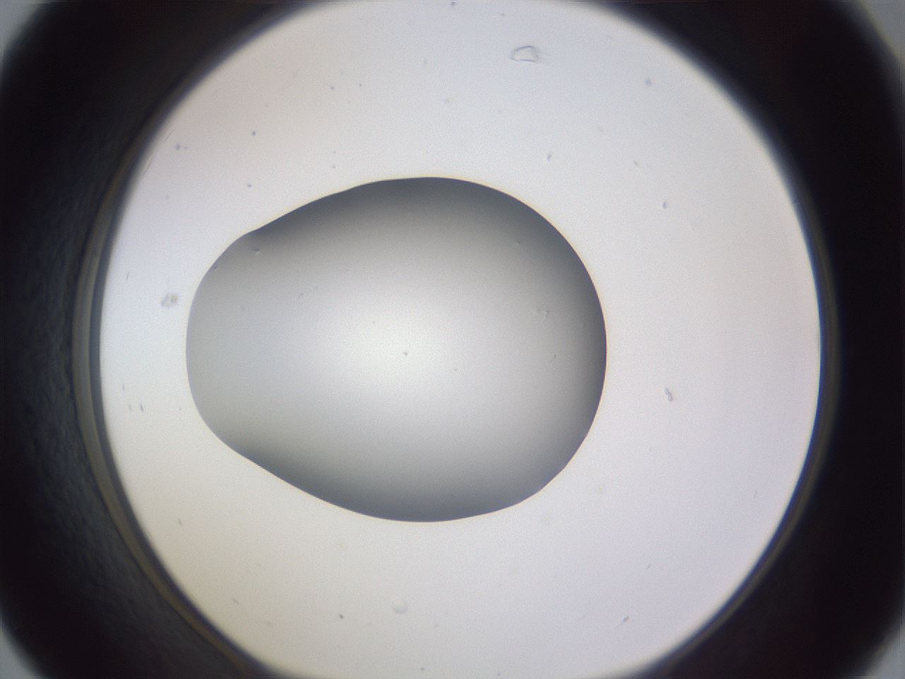 folderID192_plateID2192_batchID9954_wellNum31_profileID1_d1_r148149_ef.jpg