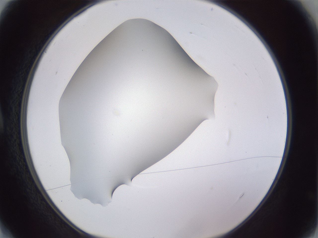folderID192_plateID2192_batchID9954_wellNum4_profileID1_d1_r148122_ef.jpg